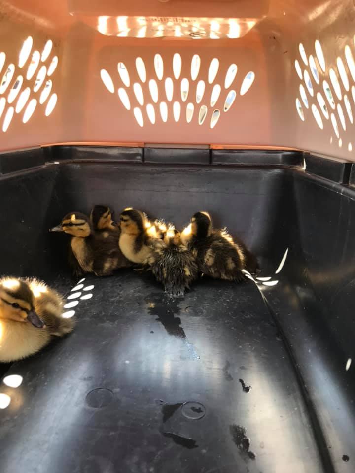 Animal control contained them in a crate for transport. Photo provided