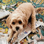 Bud Herron: This Valentine’s Day is for puppy love