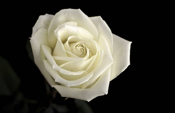 128498095_web1_obituary-white-rose-cropped