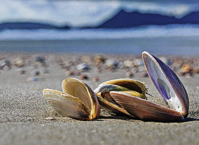 128985893_web1_seashells