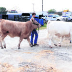 20220703cr-livestock-sale-17