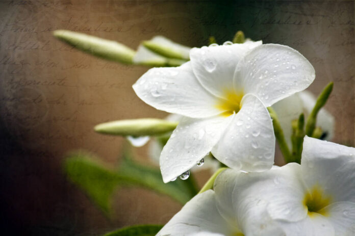 129582501_web1_obit-logo