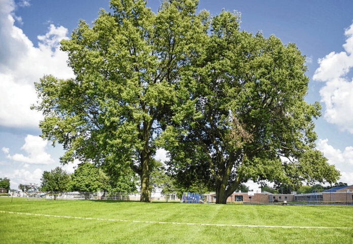 129574989_web1_20220824dj-kissing-tree-6