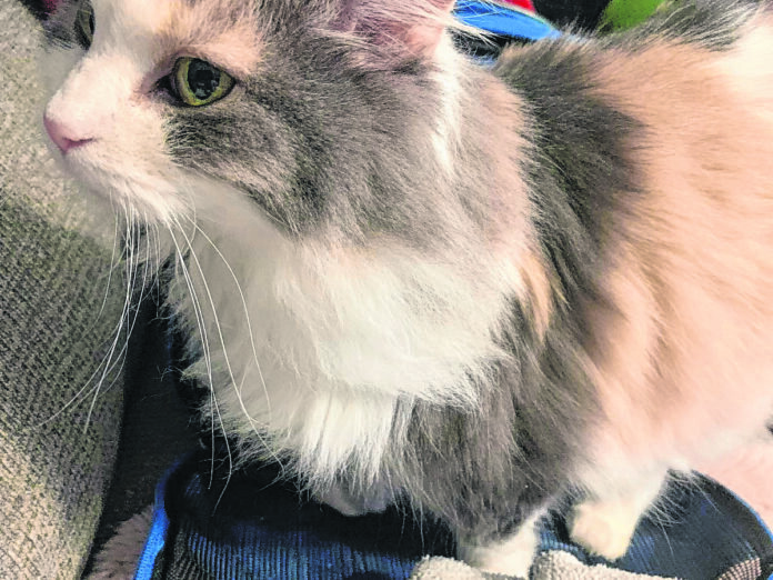 20221206cr-missing-prila