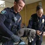 Overdose-reversing drug administered to puppy after possible fentanyl exposure in California