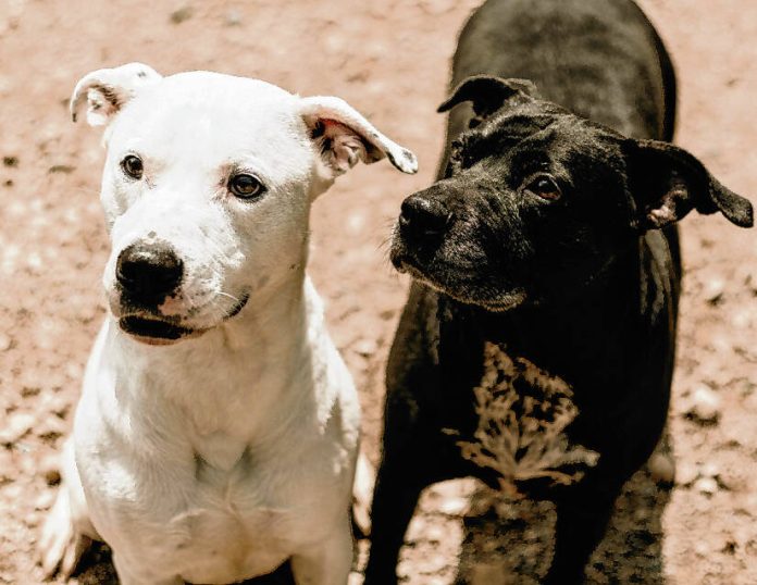 132275239_web1_20231118cr-Pets-Columbus-Animal-Care-Services-caine-and-lady