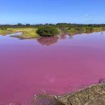 Wildlife refuge pond in Hawaii mysteriously turns bright pink. Drought may be to blame