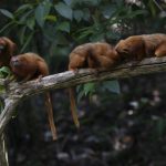 Saving Brazil’s golden monkey, one green corridor at a time