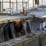 Bull on tracks at New Jersey’s Newark station delays train traffic outside New York