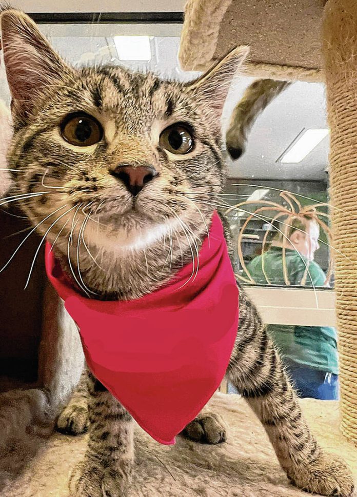 132340119_web1_12022023cr-Pets-care-center-Oscar