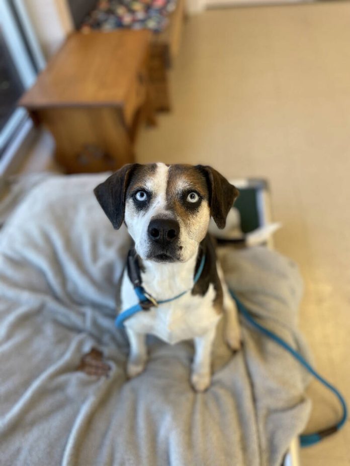 132474662_web1_20231230cr-pets-BCHSCassie