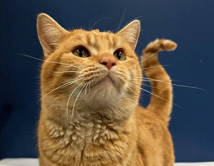 132474700_web1_20231230cr-pets-Bobbin