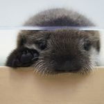 A sea otter pup found alone in Alaska has a new home at Chicago’s Shedd Aquarium