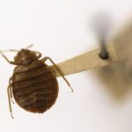A bedbug hoax is targeting foreign visitors in Athens. Now the Greek police have been called in