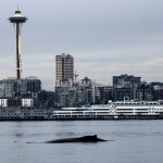 Photographs capture humpback whale’s Seattle visit, breaching in waters in front of Space Needle