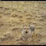 US wildlife managers capture wandering Mexican wolf, attempt dating game ahead of breeding season