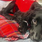 6-legged spaniel undergoes surgery to remove extra limbs and adjusts to life on 4 paws