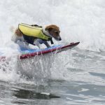 Meet Efruz, the Jack Russell terrier that loves to surf the waves of Peru