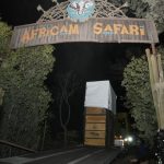 Gangly adolescent giraffe Benito has arrived at his new home. Now comes the hard part — fitting in