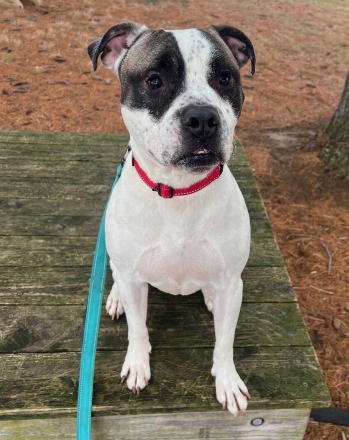 132748360_web1_20240224cr-pets-Nova