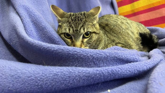 132785219_web1_20240302cr-pets-freaked-out-fran