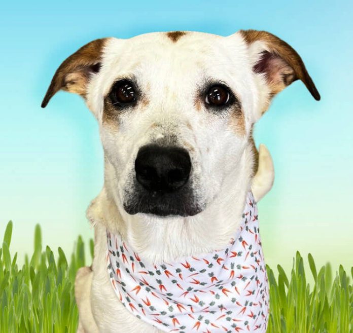 132917716_web1_20240330cr-pets-Annie