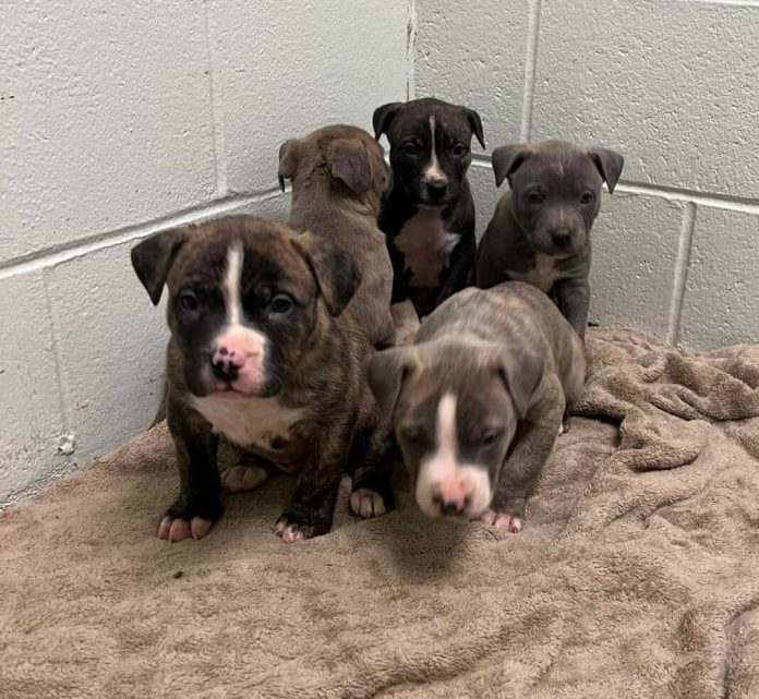 132935958_web1_20231210cr-puppies-abandoned