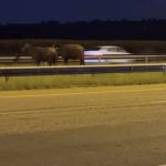 In South Africa, where the buffaloes roam is sometimes a problem. Like on a major highway