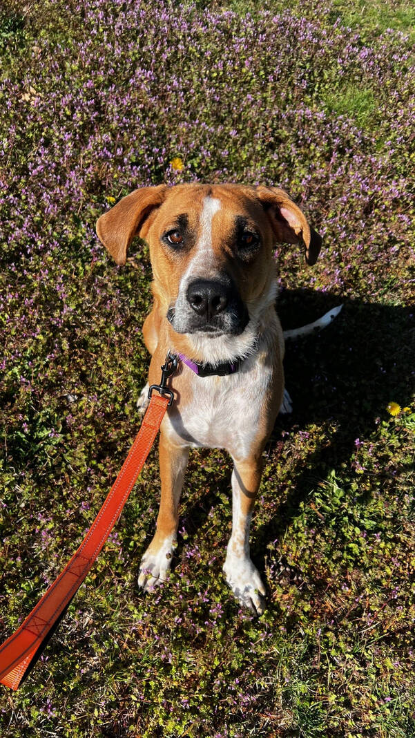 132950690_web1_04062024cr-pets-Diamond