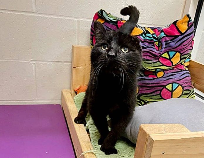 133020240_web1_20240420cr-pets-Shego