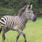 Zebras get loose near highway exit, gallop into Washington community before most are corralled