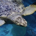 Ancient sea turtle housed at Boston aquarium for more than 50 years passes another physical