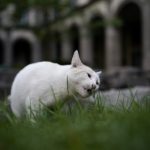 19 cats roam Mexico’s presidential palace. A new declaration gives them food and care fur-ever