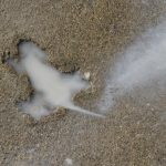 Chicago’s ‘rat hole’ removed after city determines sidewalk with animal impression was damaged