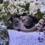 A 9-year-old boy’s dream of a pet octopus is a sensation as thousands follow Terrance’s story online