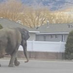 A vehicle backfiring startled a circus elephant into a Montana street. She still performed Monday