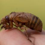Cicadas are so noisy in a South Carolina county that residents are calling the police