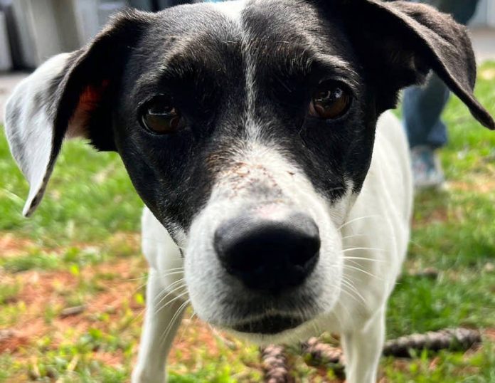 133232327_web1_20240601cr-pets-Cora