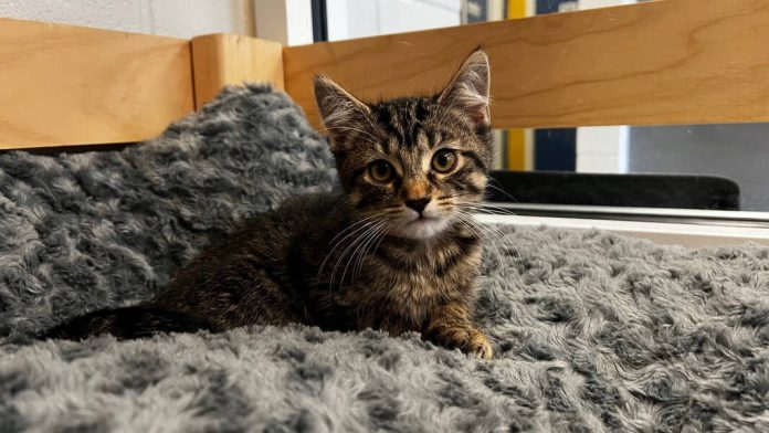 133298209_web1_20240615cr-pets-Willow