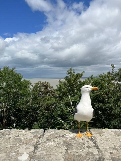 133403680_web1_20240708cr-tybs-lillie-wells