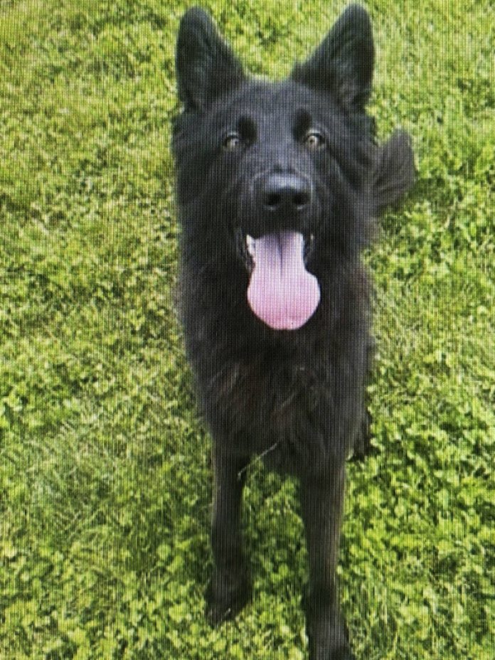 133456351_web1_20240720cr-pets-BCHSNoodle