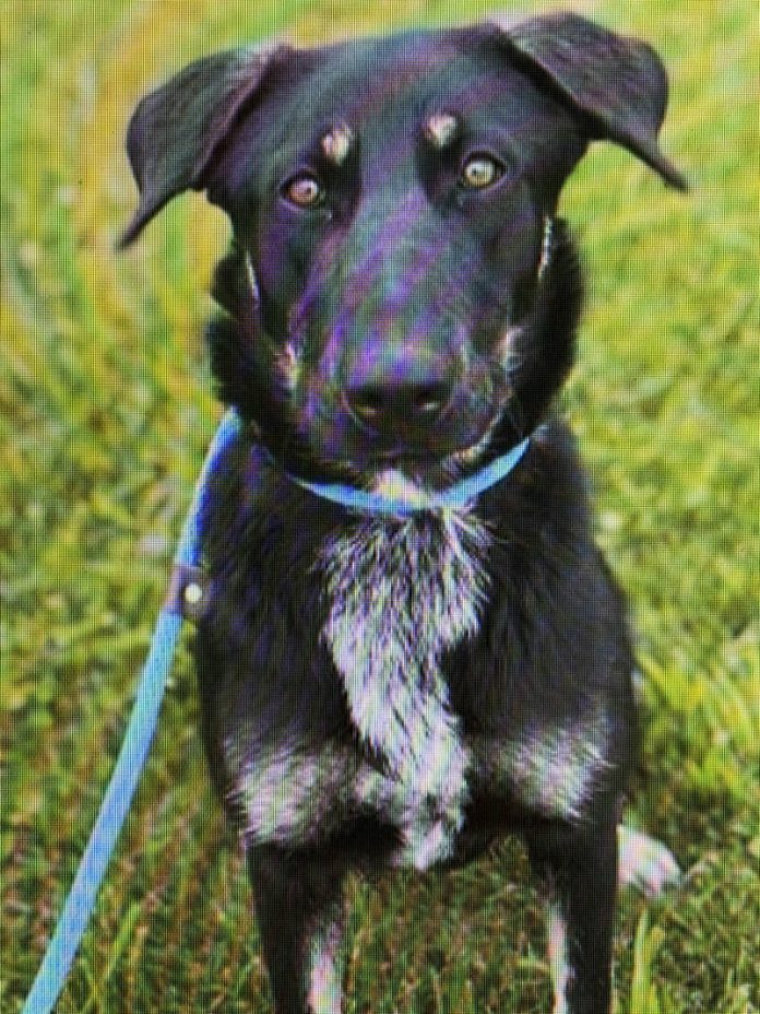 133515872_web1_20240803cr-pets-BCHSCasey