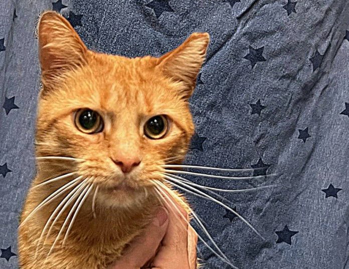 133515916_web1_20240803cr-pets-Cheetos