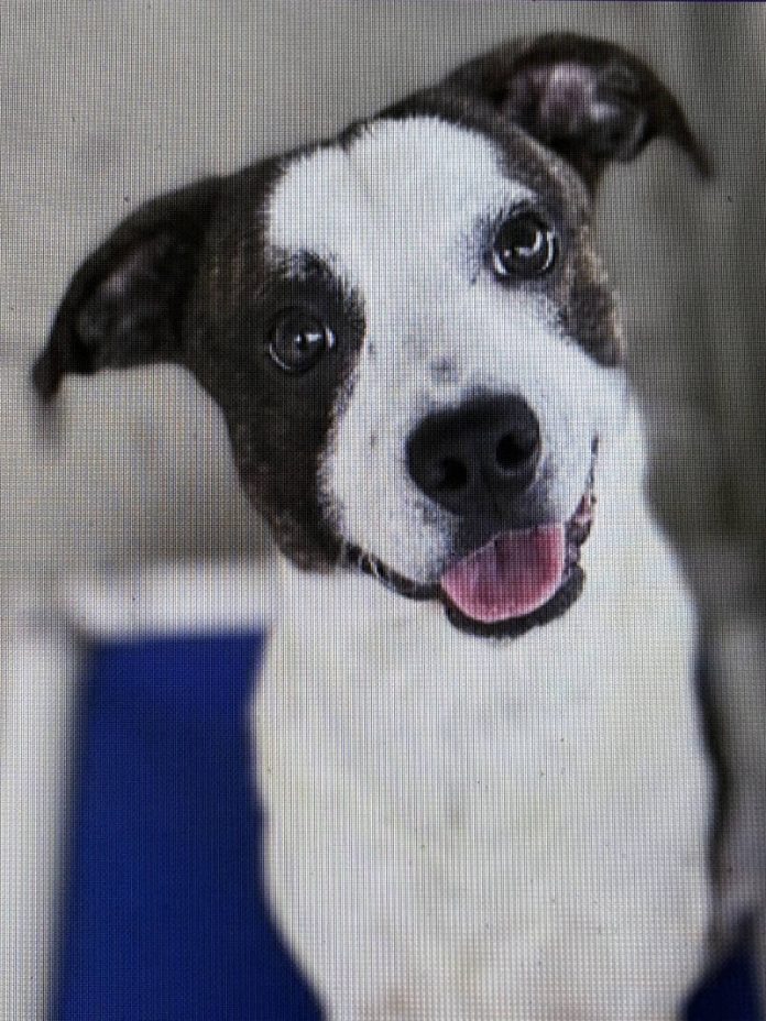 133546409_web1_20240810cr-pets-BCHSBowie