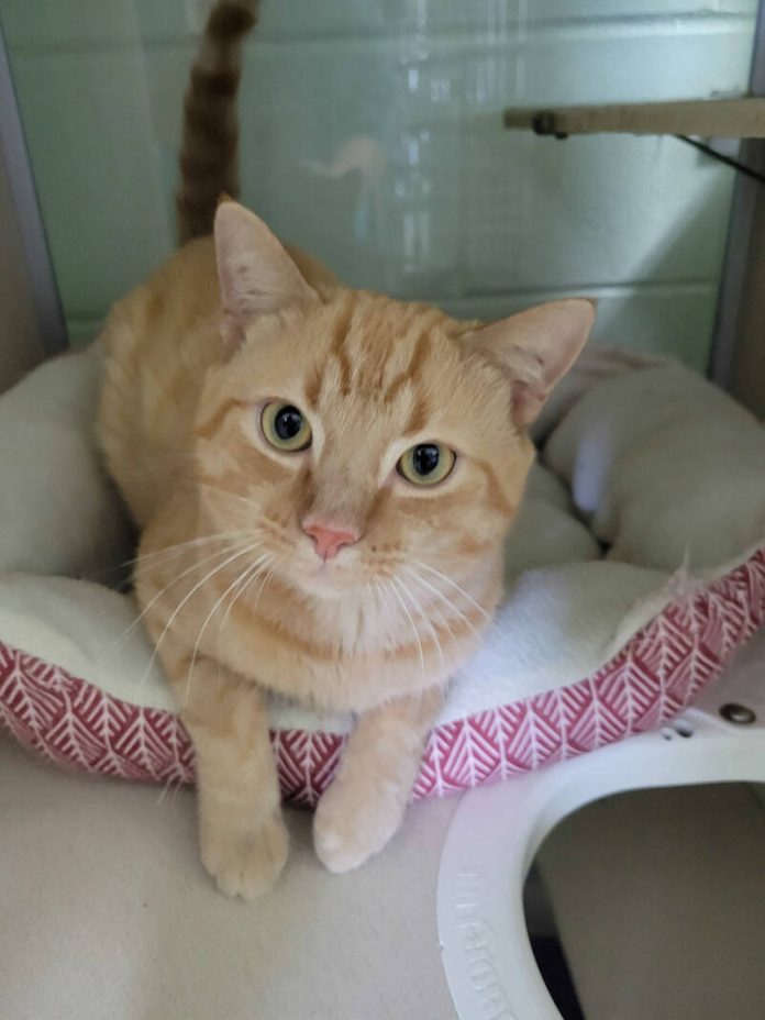 133675731_web1_20240907cr-pets-BCHSKitters