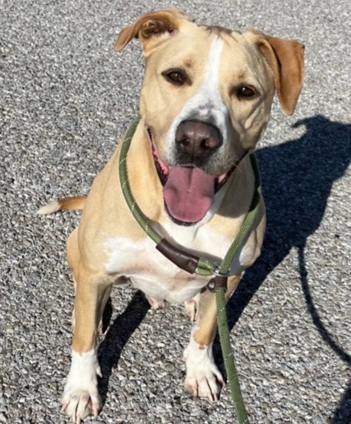 134091542_web1_20241207cr-pets-BCHS-Lenny