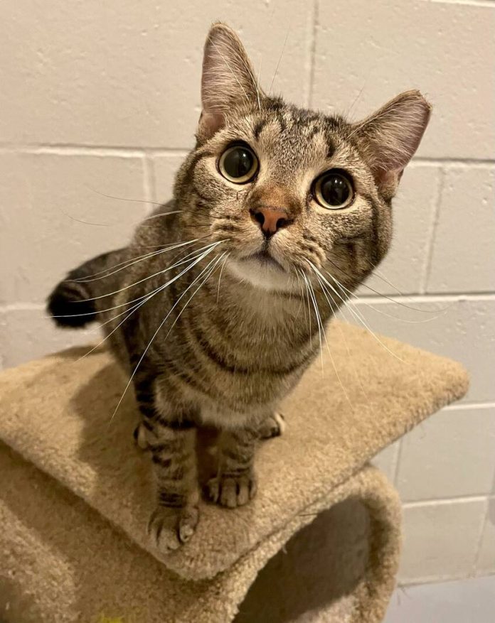 134158925_web1_20241221cr-pets-Ramen