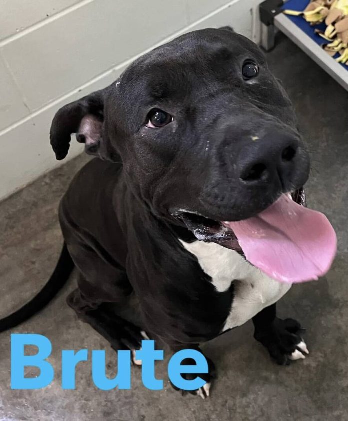 134330351_web1_20250201cr-BCHS-Brute