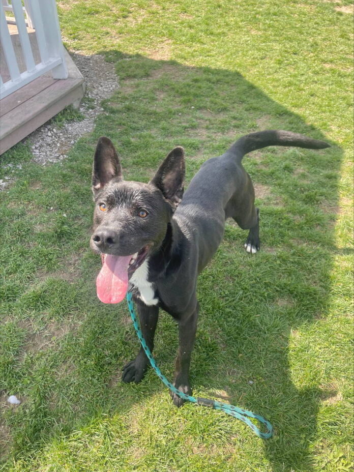 134881093_web1_20250531cr-pets-BCHS-Perry