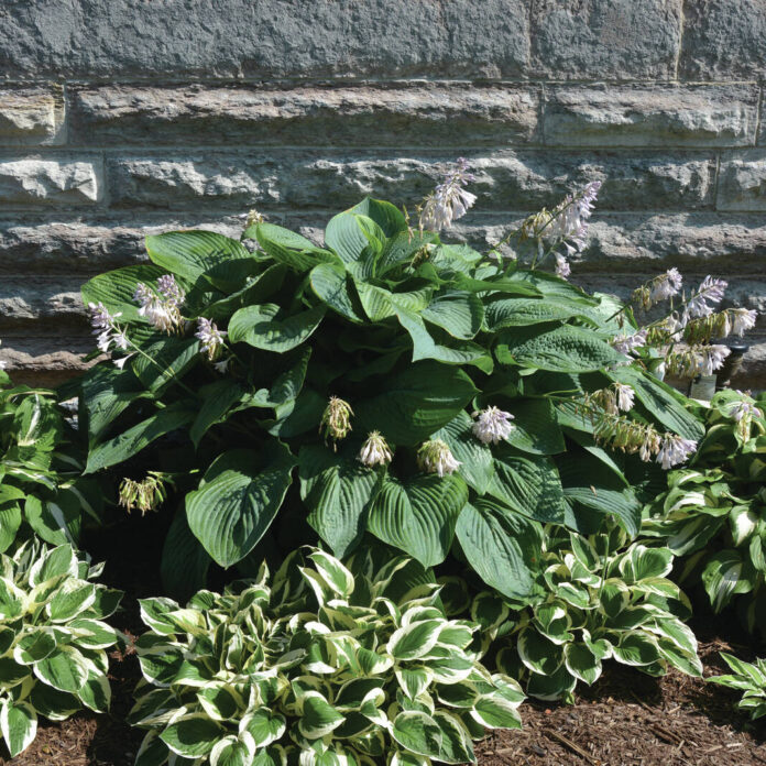 134995669_web1_Pipe-bomb-hosta_DSC_5903